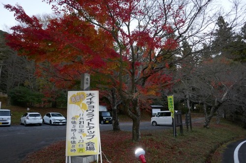 菩提寺のイチョウ 黄葉バージョン 12