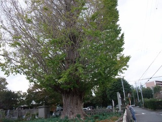 ���ѻ��Υ����祦