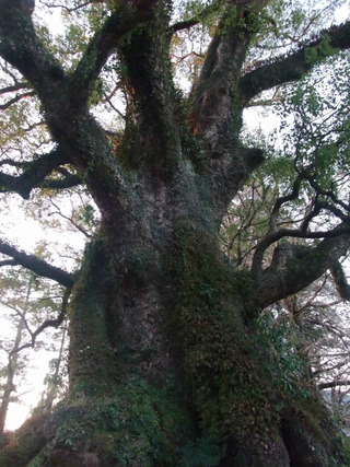 ³÷À¸¤ÎÂ祯¥¹£±£°