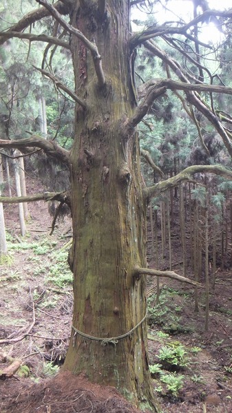 �۶��������ŷ�����