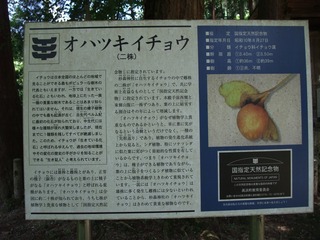 ���ϥĥ������祦����