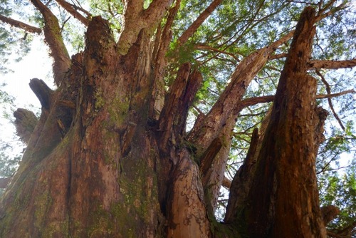 Ê¿´ä²È¤Î¥¤¥Á¥¤ 13