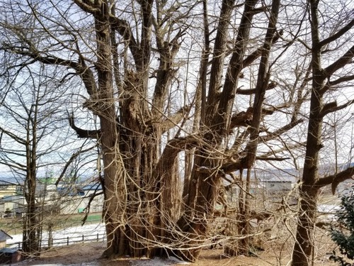 �̶�����Υ����祦��