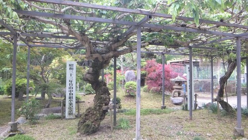 白藤