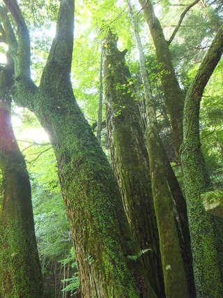 �г��ηˡ���