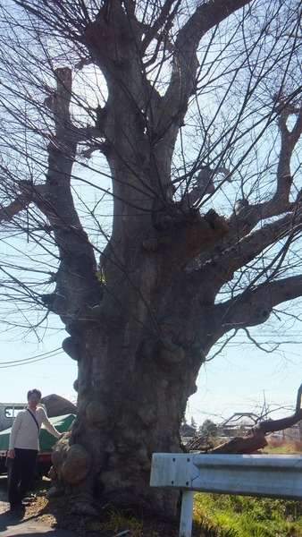 ��ð�Υ��䥭��