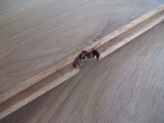 ����������������̵���ե�����󥰡�V�ͥ����åɥ��졼�ɣ�2