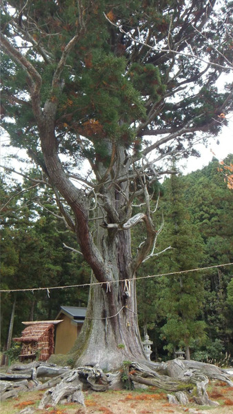 �ƻ����祹������