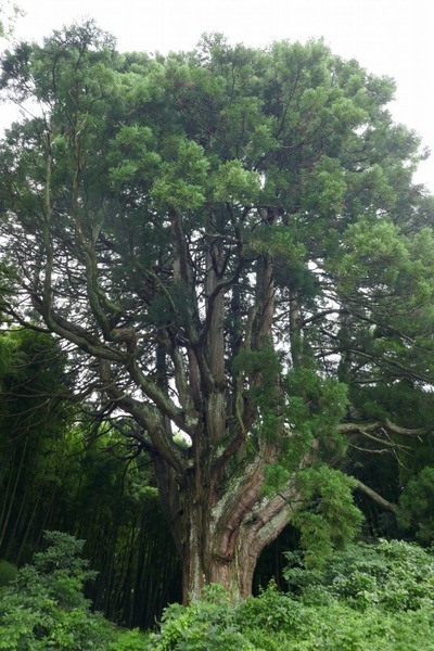 ���Ĥ��������