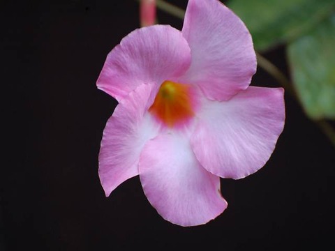 糖黍を狩るジャワ原人の形をして 俳句の集い 望生の俳句