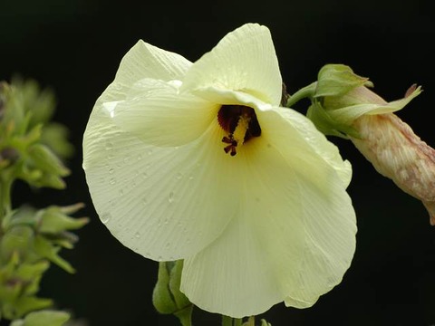 今朝の夫どこか角立つ冷奴 俳句の集い 望生の俳句