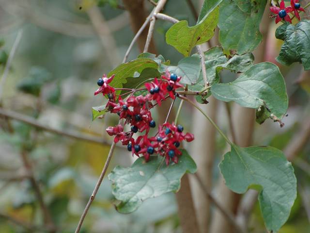 桐一葉ぬの字ぬの字の遺言状 俳句の集い 望生の俳句