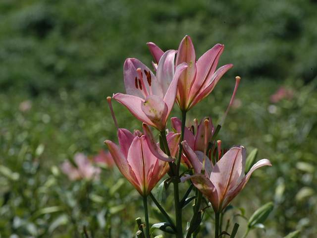 遠花火三途の川に下駄がない 俳句の集い 望生の俳句