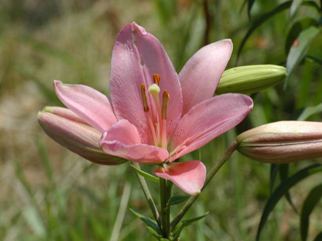 遠花火三途の川に下駄がない 俳句の集い 望生の俳句