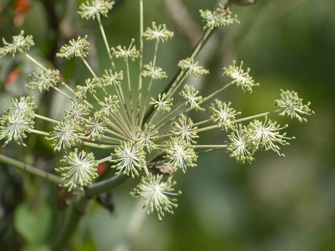 やはらかき湯桶の音や夕蛍 俳句の集い 望生の俳句