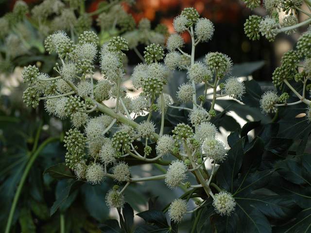 落ち武者の掬ってみたき堀の月 俳句の集い 望生の俳句