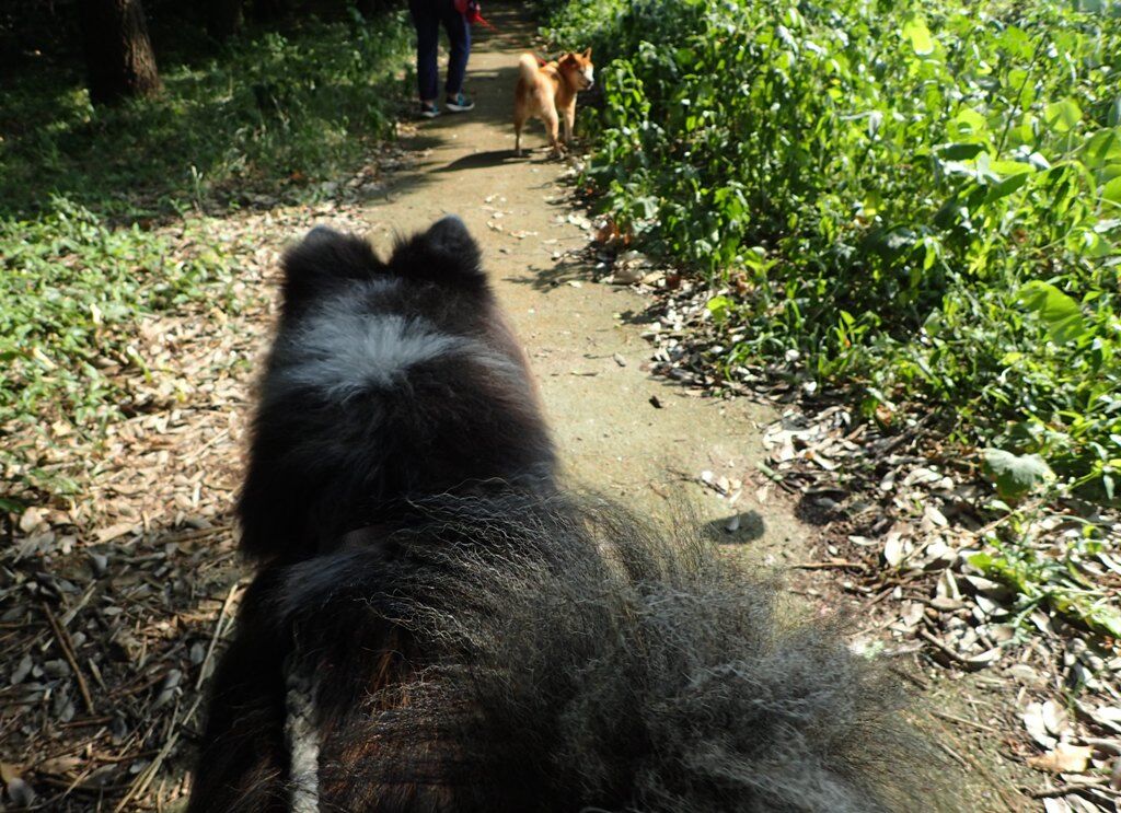 小太郎君のもう一つの秘密 ムクムク秋田犬のblog