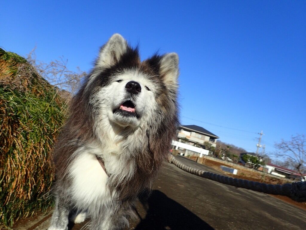 てんとう虫の目覚め ムクムク秋田犬のblog てんとう虫の目覚め ムクムク秋田犬のblog