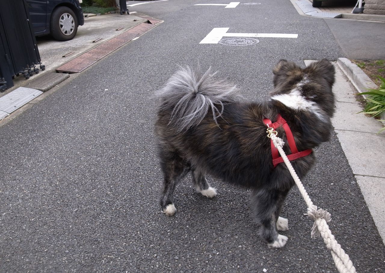 ウグイス病 ムクムク秋田犬のblog