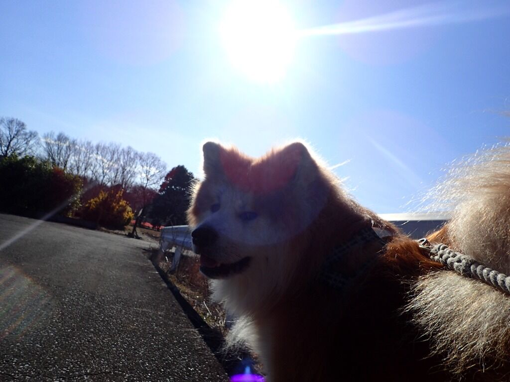 てんとう虫の目覚め ムクムク秋田犬のblog てんとう虫の目覚め ムクムク秋田犬のblog