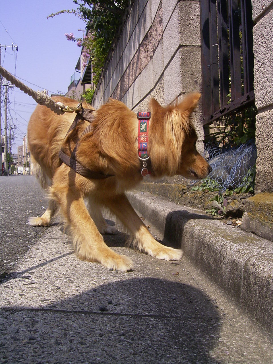 尻尾力 ムクムク秋田犬のblog 尻尾力 ムクムク秋田犬のblog