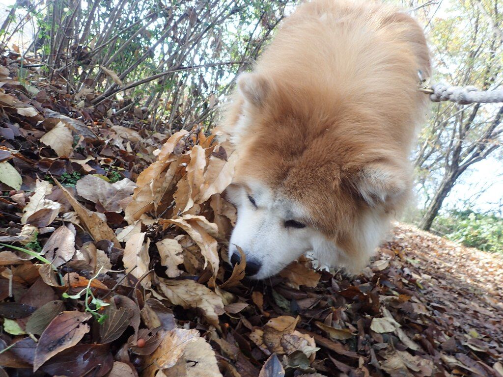 ムクムク秋田犬のblog ムクムク秋田犬のblog
