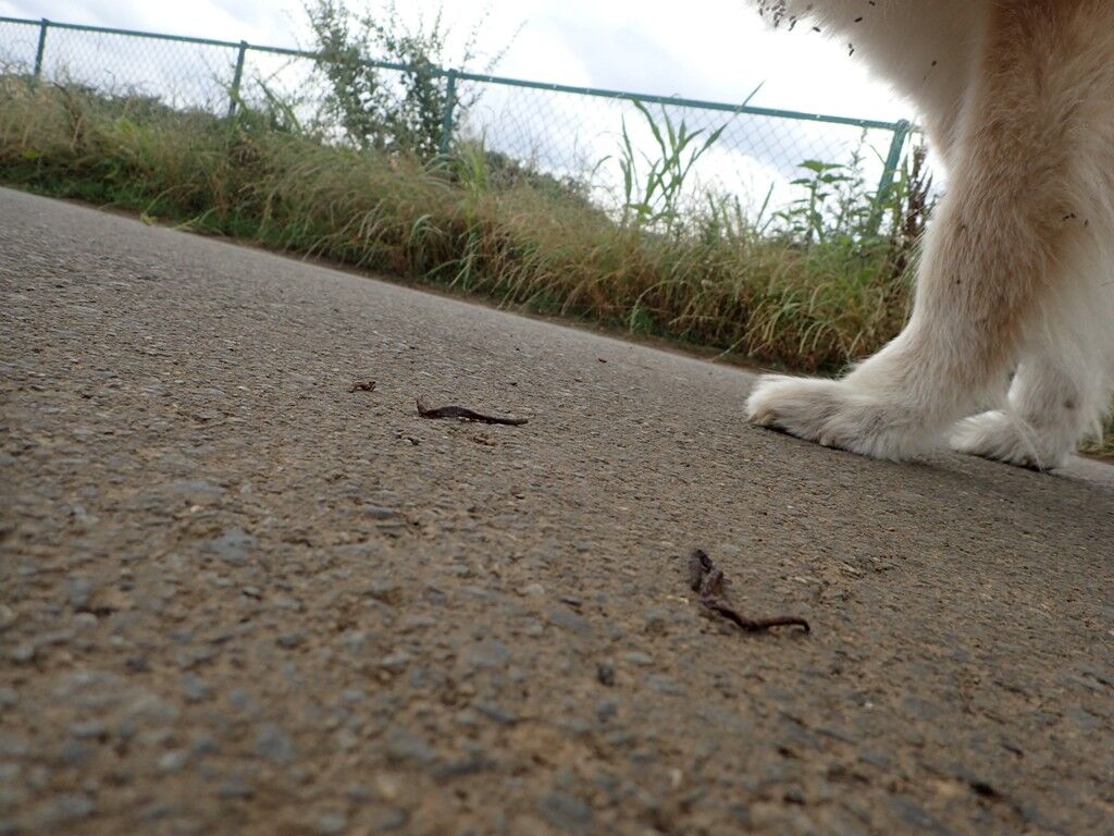 ミミズの平穏 ムクムク秋田犬のblog