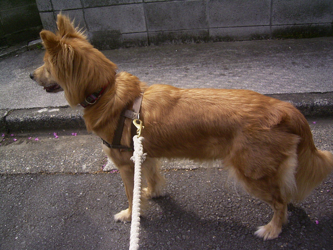 尻尾力 ムクムク秋田犬のblog 尻尾力 ムクムク秋田犬のblog