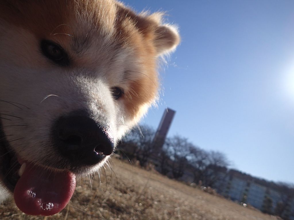 ブルゾンからマロへ ムクムク秋田犬のblog ブルゾンからマロへ ムクムク秋田犬のblog