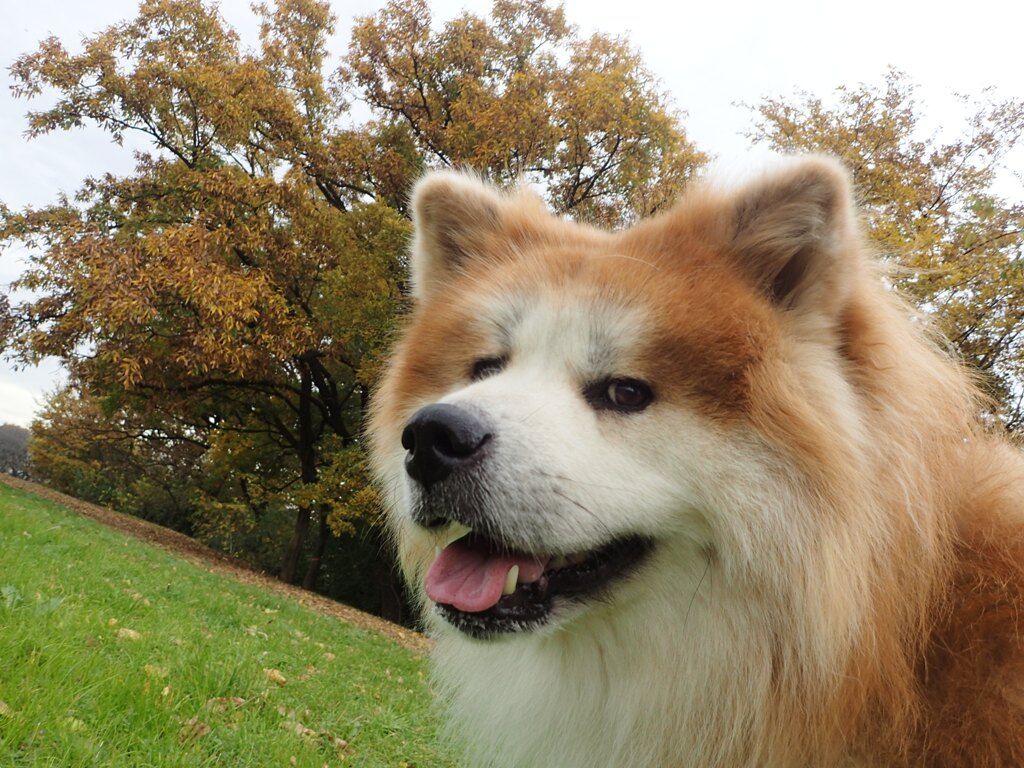 平和のおあずけ ムクムク秋田犬のblog