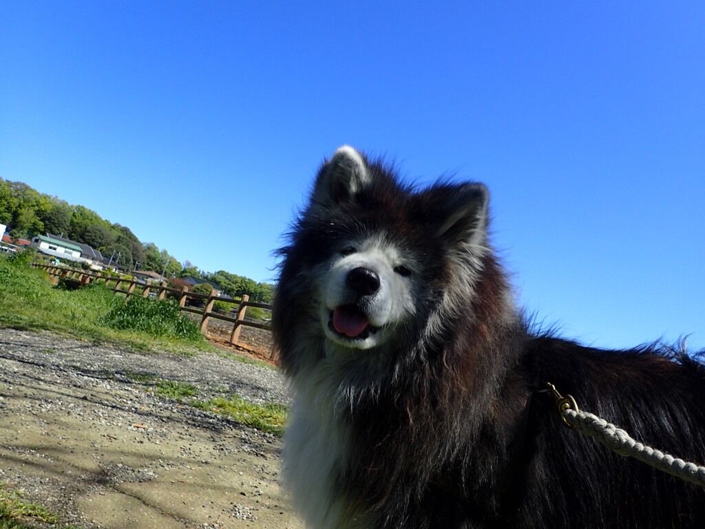 伸び盛り ムクムク秋田犬のblog