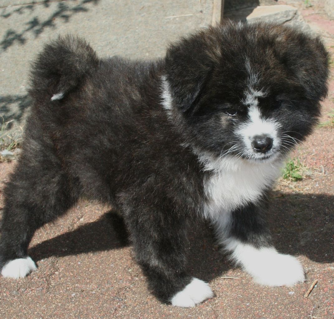 尻尾力 ムクムク秋田犬のblog 尻尾力 ムクムク秋田犬のblog