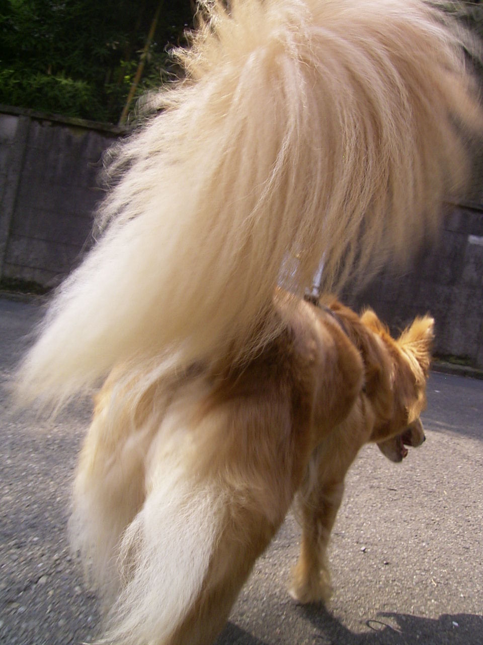 尻尾力 ムクムク秋田犬のblog 尻尾力 ムクムク秋田犬のblog