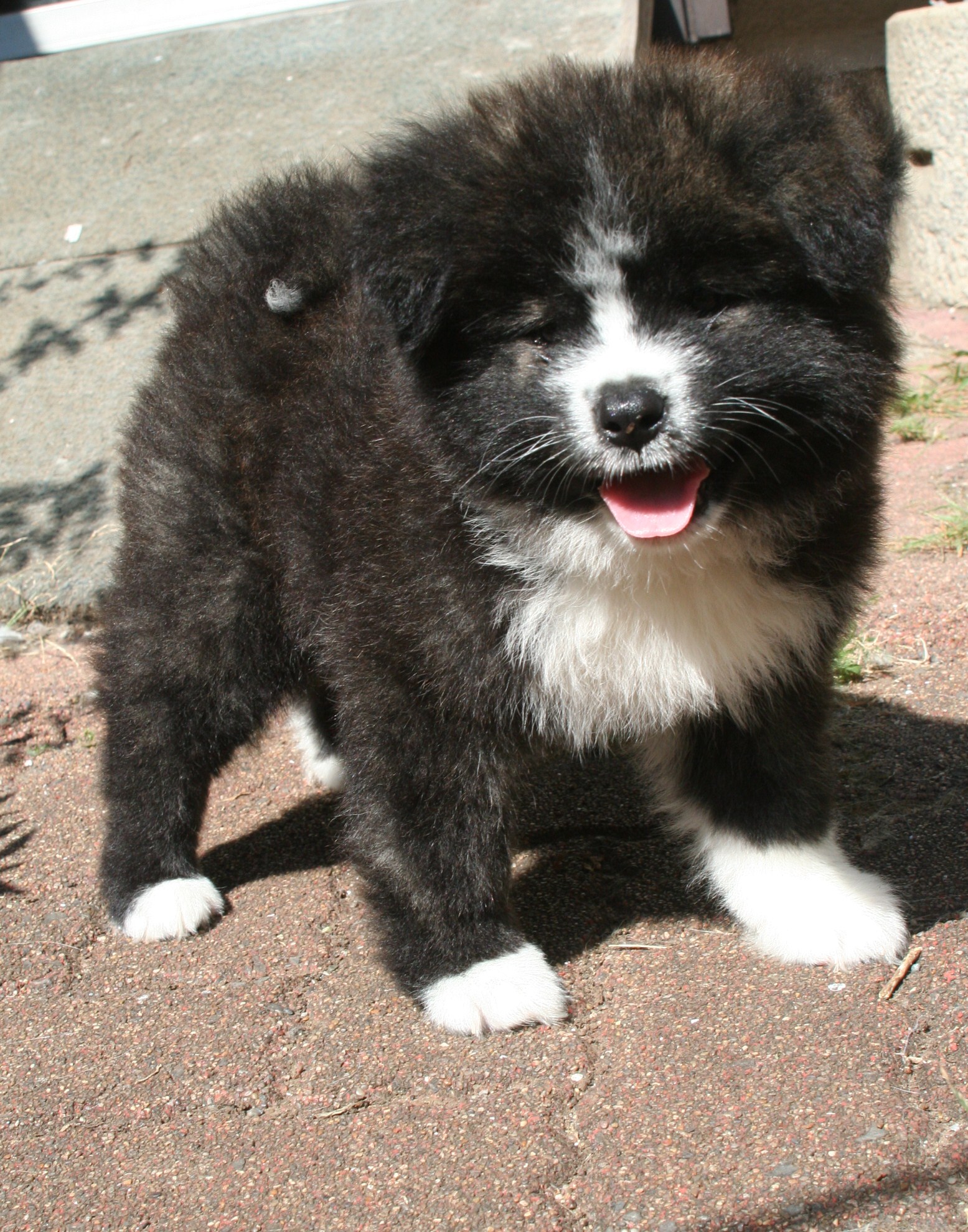 黒虎ムク毛秋田犬参上 ムクムク秋田犬のblog