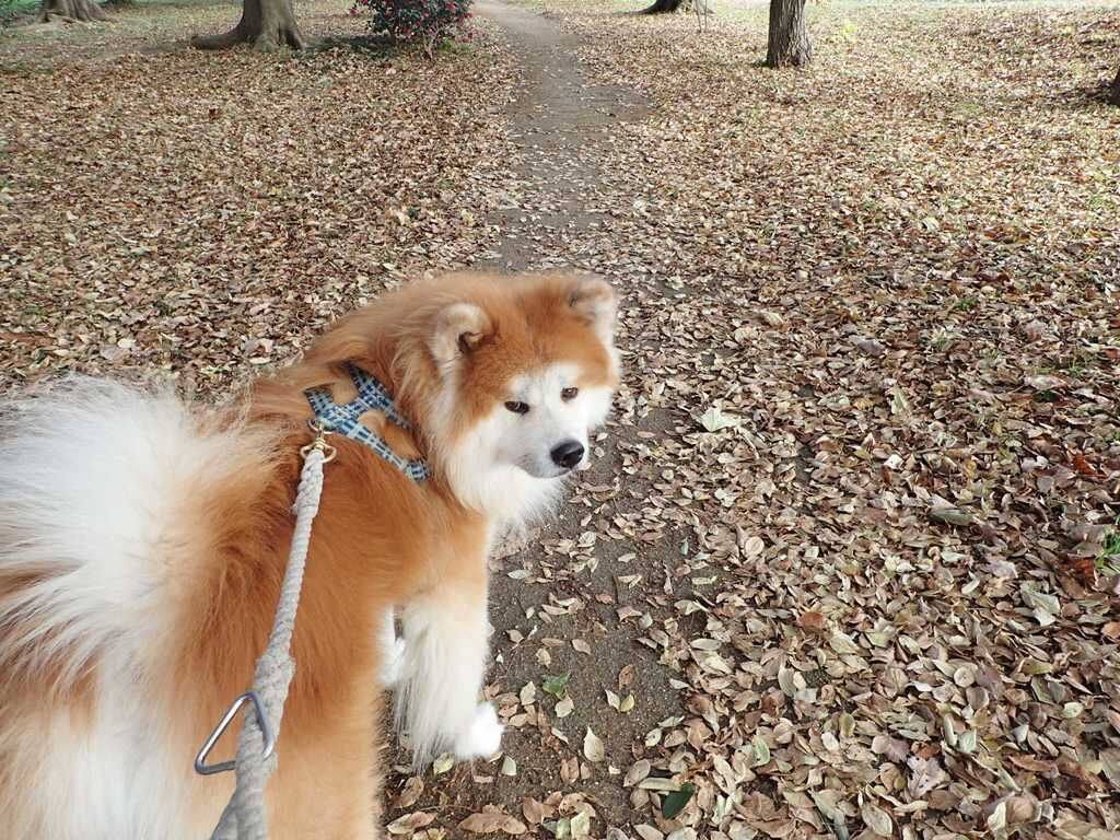 ムクムク秋田犬のblog ムクムク秋田犬のblog