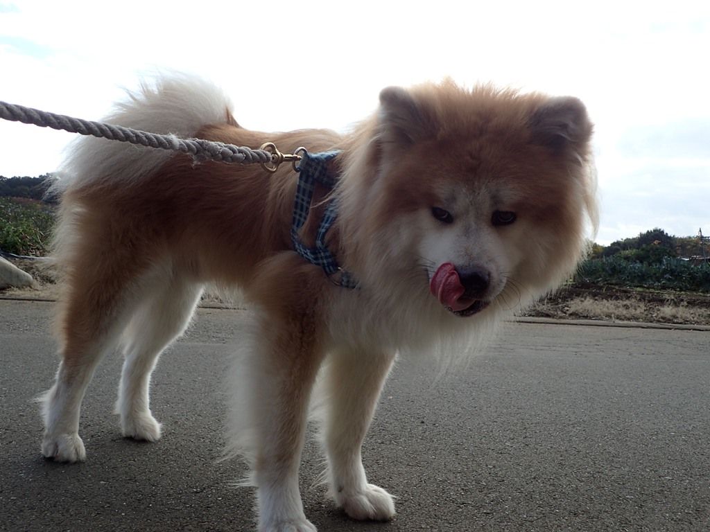 動体視力 ムクムク秋田犬のblog