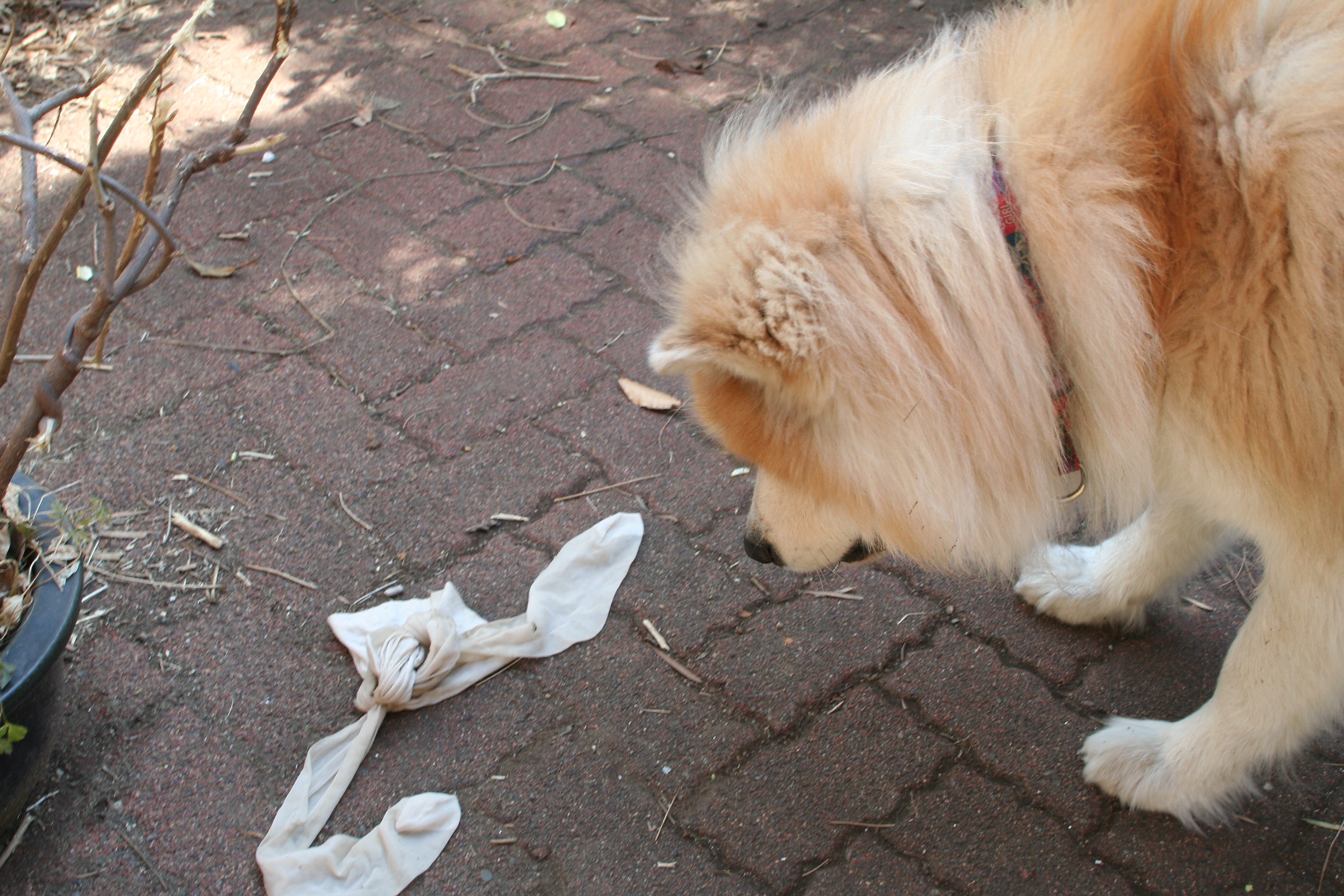 ムクムク秋田犬のblog 大地