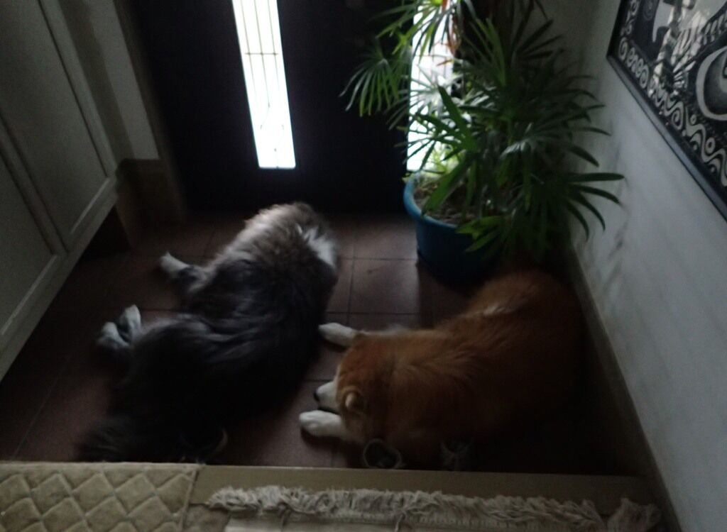 秋田犬布団解散 ムクムク秋田犬のblog 秋田犬布団解散 ムクムク秋田犬のblog