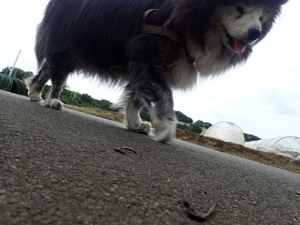 ミミズの平穏 ムクムク秋田犬のblog ミミズの平穏 ムクムク秋田犬のblog
