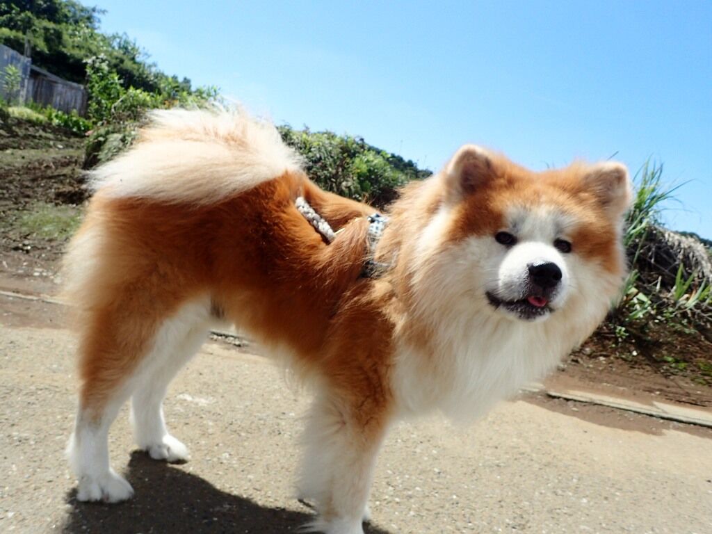 カムイ君の得意顔 ムクムク秋田犬のblog