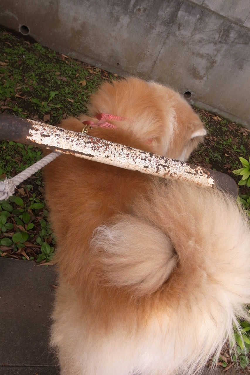 丸いモノ ムクムク秋田犬のblog 丸いモノ ムクムク秋田犬のblog