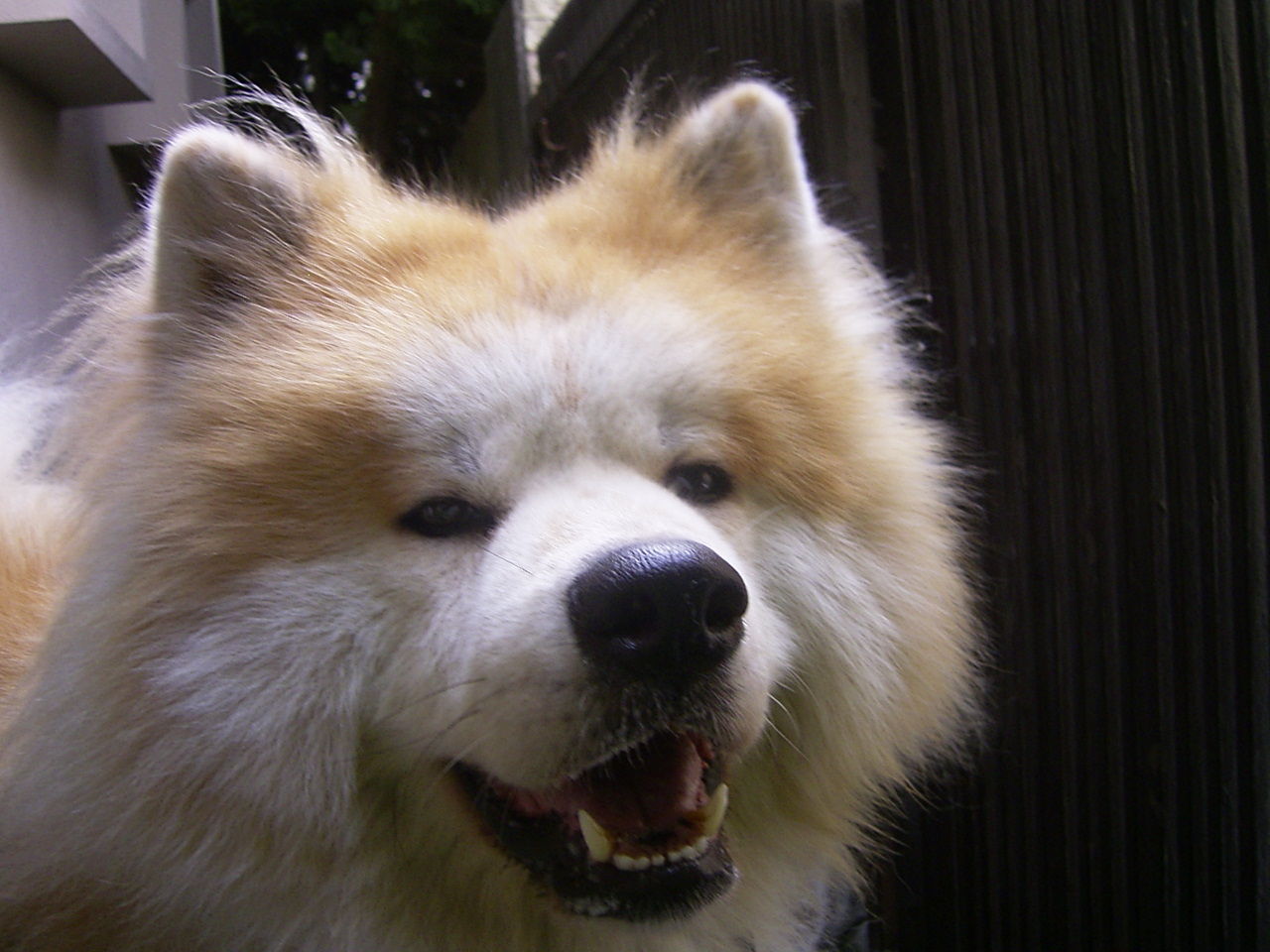 尻尾力 ムクムク秋田犬のblog 尻尾力 ムクムク秋田犬のblog
