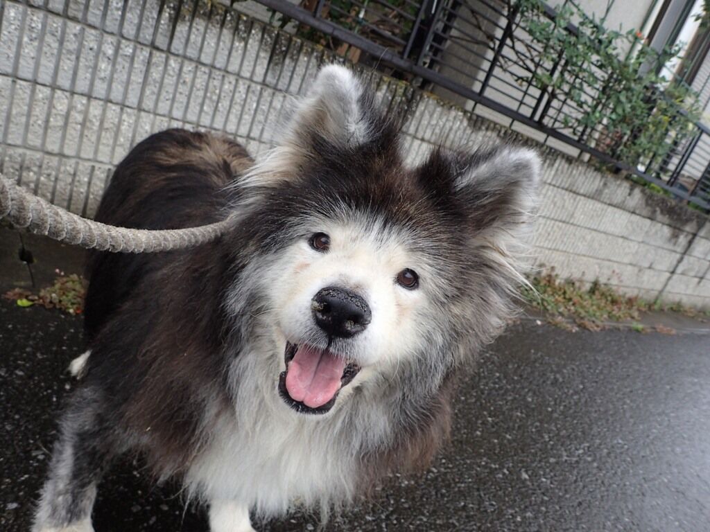 さすらいのミミズ ムクムク秋田犬のblog