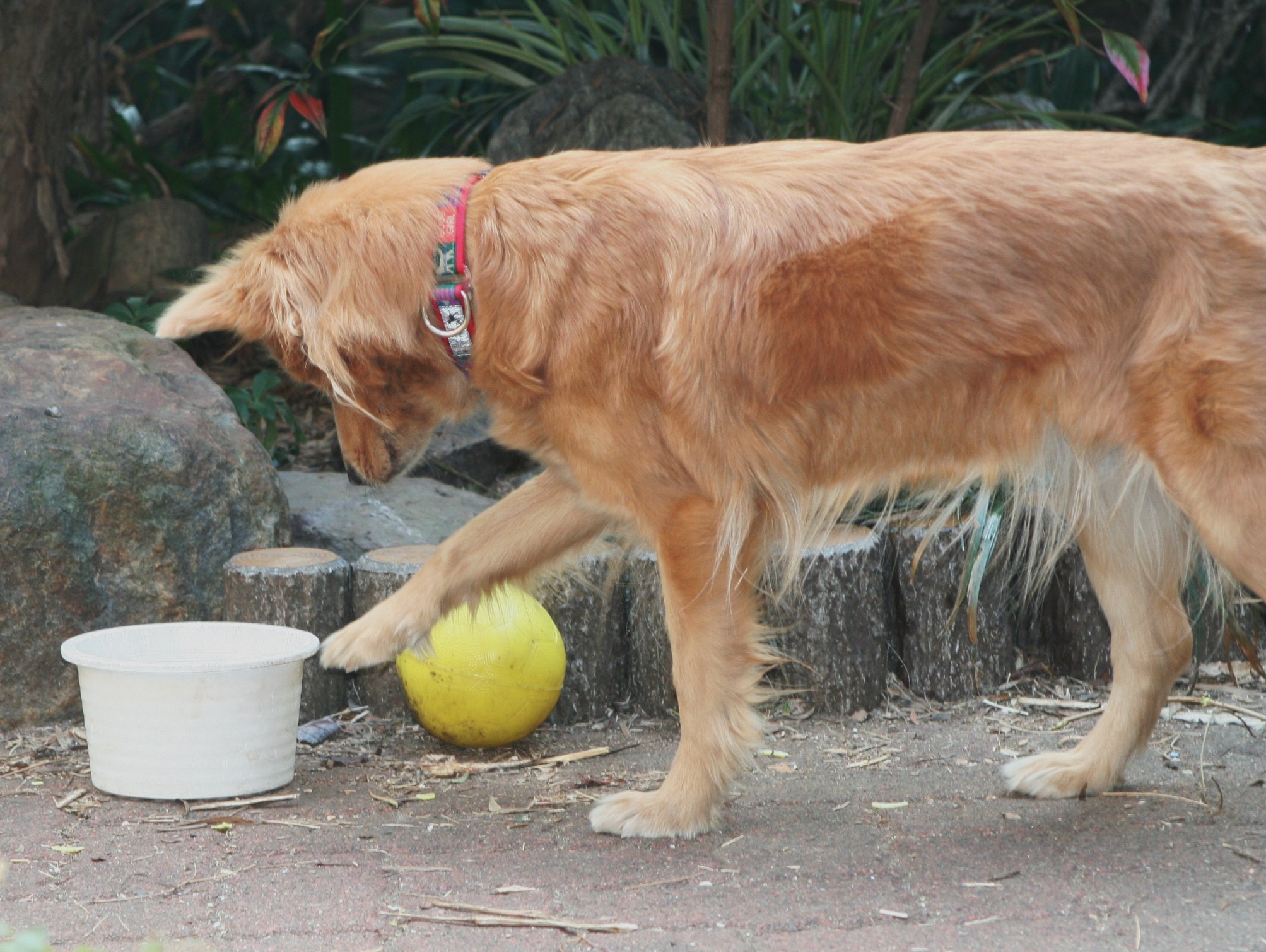 遊び方 ムクムク秋田犬のblog