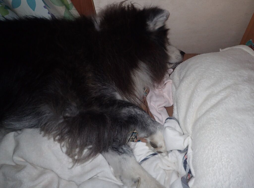 秋田犬布団解散 ムクムク秋田犬のblog 秋田犬布団解散 ムクムク秋田犬のblog