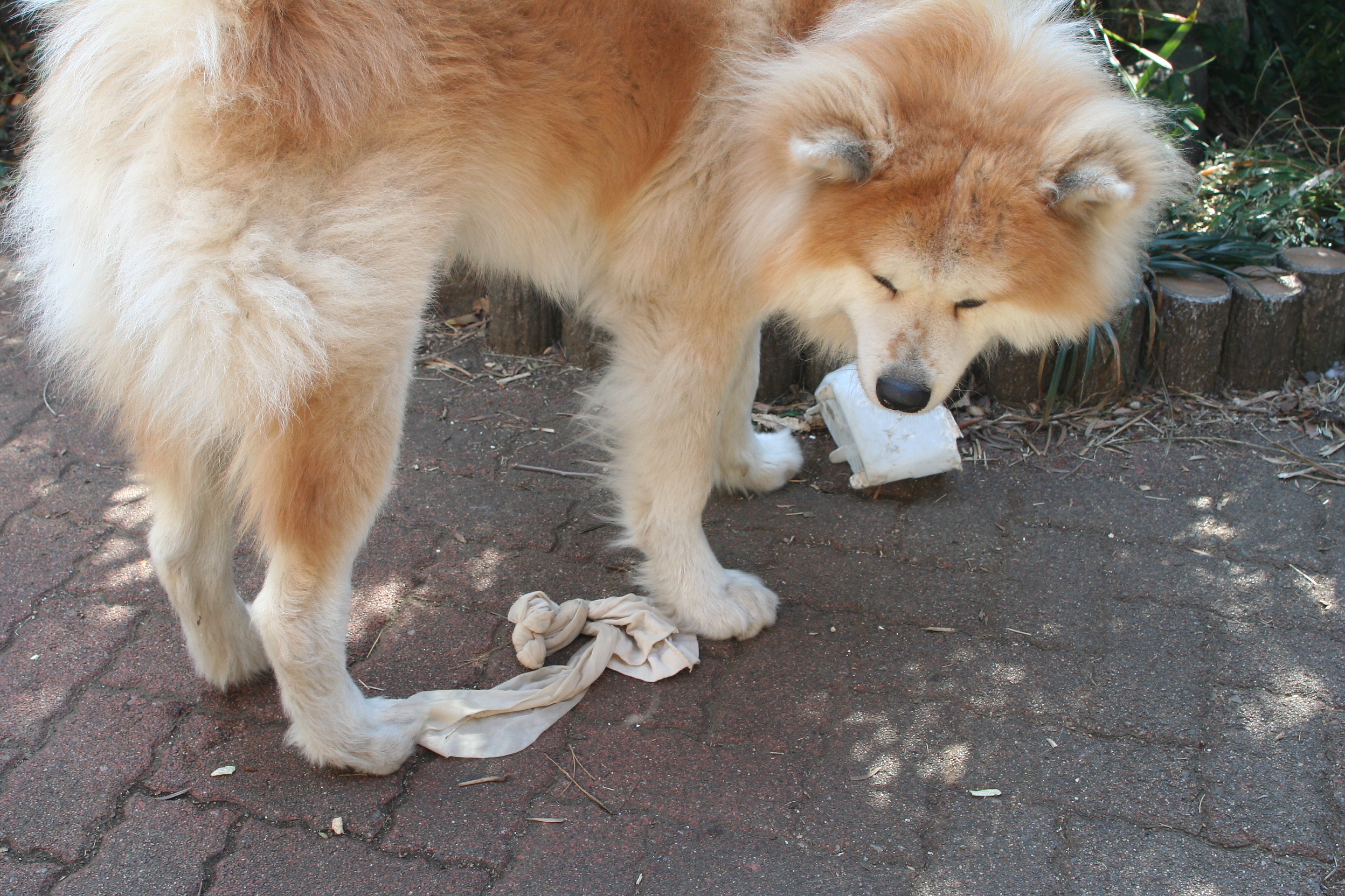 ムクムク秋田犬のblog 大地