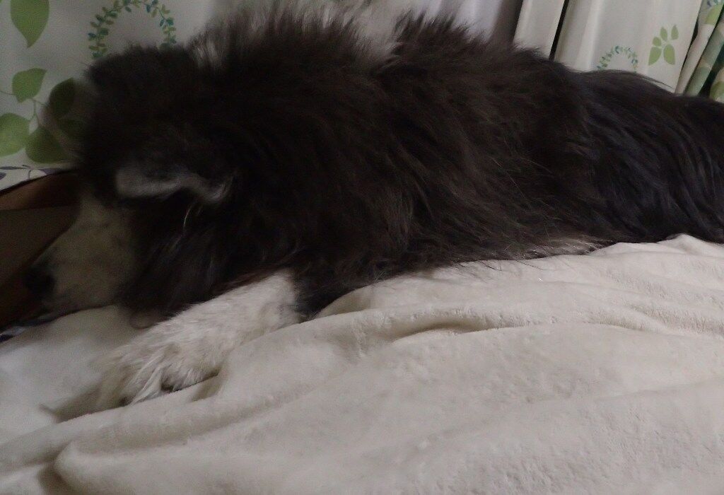 秋田犬布団解散 ムクムク秋田犬のblog 秋田犬布団解散 ムクムク秋田犬のblog