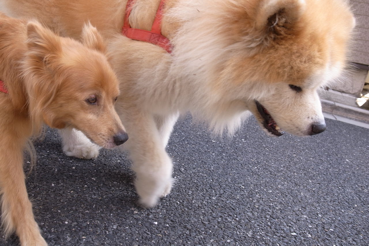 隠れ長毛種 ムクムク秋田犬のblog