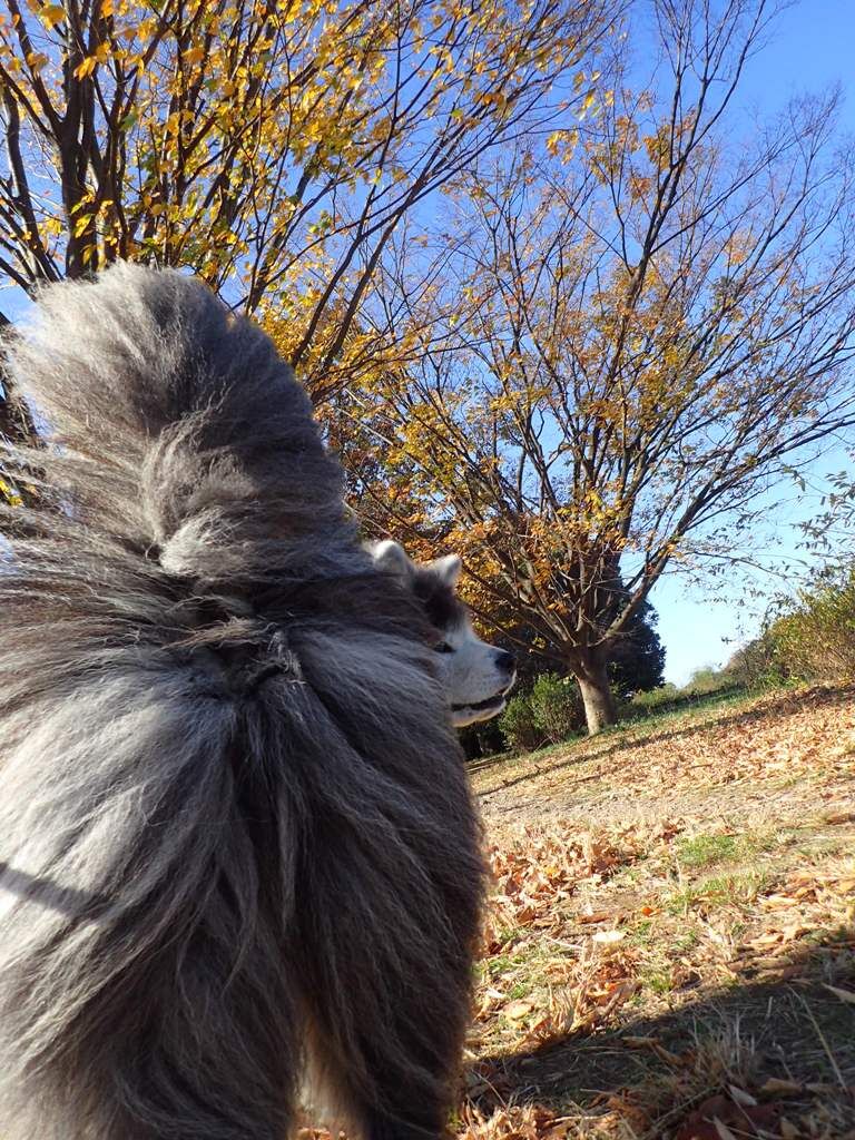 平和のおあずけ ムクムク秋田犬のblog 平和のおあずけ ムクムク秋田犬のblog