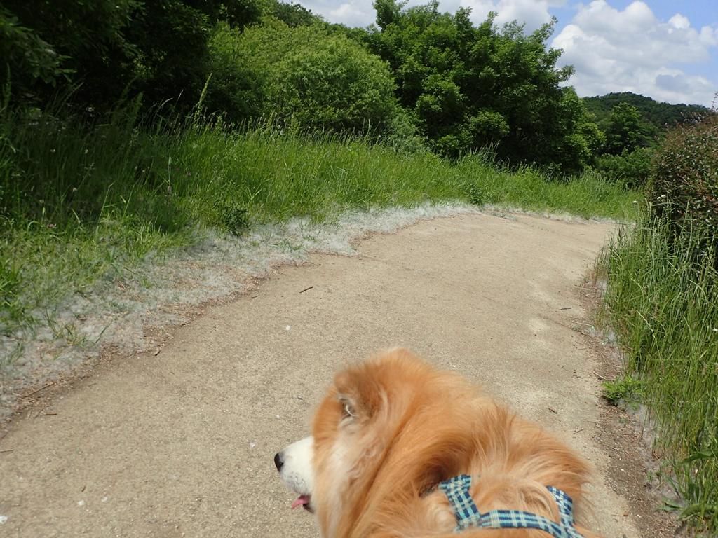 綿毛絨毯 ムクムク秋田犬のblog 綿毛絨毯 ムクムク秋田犬のblog